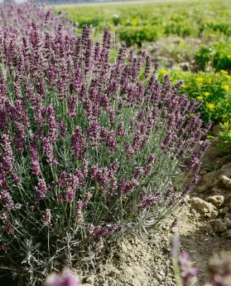 Picture of Lavender - Hidcote Blue